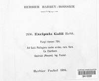 Ephelina galii image